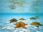 Plus Aquariun (800Wx600H) - Under water picture of Starfish in shallow water 